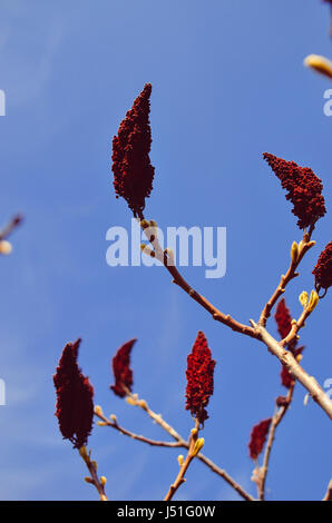 Staghorn Sumac oder samt Sumach, Rhus Typhina gegen den Himmel im Frühjahr Stockfoto