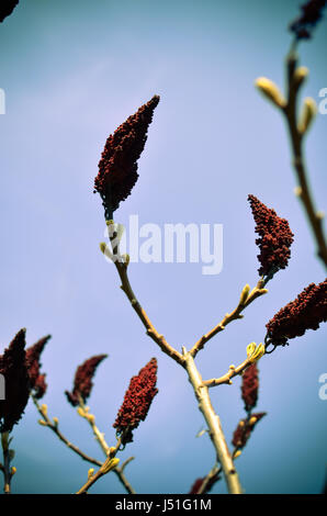 Staghorn Sumac oder samt Sumach, Rhus Typhina gegen den Himmel im Frühjahr Stockfoto