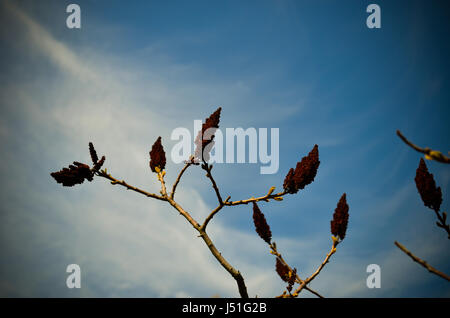 Staghorn Sumac oder samt Sumach, Rhus Typhina gegen den Himmel im Frühjahr Stockfoto