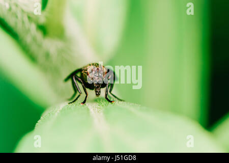 Haus fliegen Makro auf Blatt Stockfoto