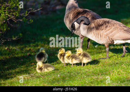 Kanadagans (Branta Canadensis) Eltern über ihre Gänsel in Wausau, Wisconsin Stockfoto