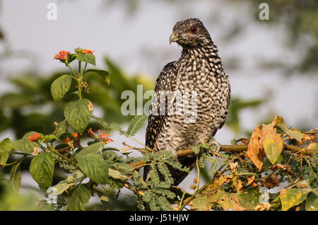 Asiatische Koel am Baum Stockfoto