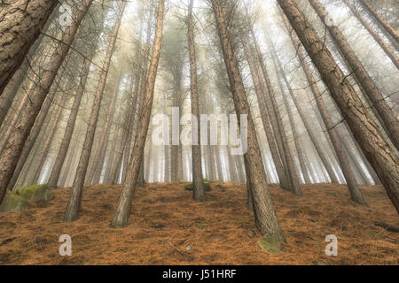 Vertikale Foto von trockenen Pinien in einer Gesamtstruktur mit Nebel Stockfoto