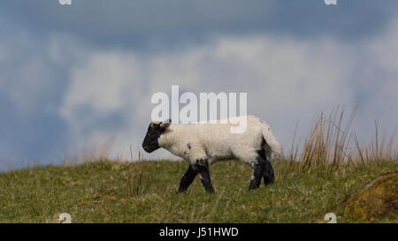 Scottish Blackface Schafe Stockfoto