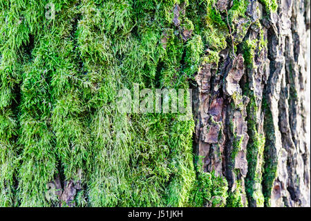 Baum Rinde Textur mit Details von Moos und Flechten auf Holzzaun Stockfoto