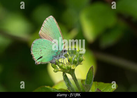 Weibliche grüne Zipfelfalter Schmetterling (Callophrys Rubi) auf Knospen Legeverhalten Stockfoto