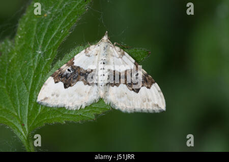 Nahaufnahme eines silbernen Teppichmotten (Xanthorhoe montanata), Großbritannien Stockfoto