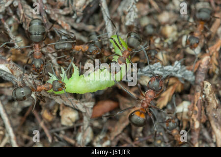 Nahaufnahme der Waldameisen (Formica Rufa) tragen grüne Raupe, Schachteln Stockfoto