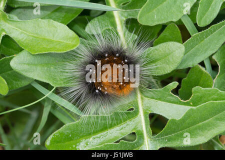 Der braune Bär Raupe (Arctia Caja), auch bekannt als eine Woolly Bär Raupe Stockfoto