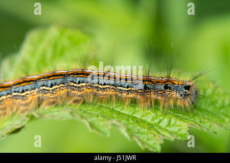 Nahaufnahme von Lakai Falter Raupe (Malacosoma Neustrien) Stockfoto