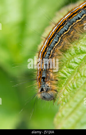 Nahaufnahme von Lakai Falter Raupe (Malacosoma Neustrien) Stockfoto