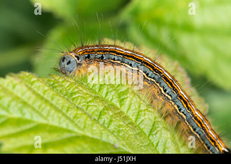 Nahaufnahme von Lakai Falter Raupe (Malacosoma Neustrien) Stockfoto