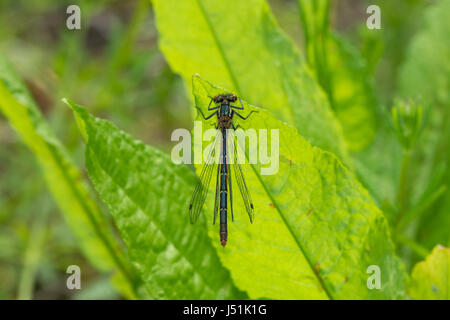 Nahaufnahme der weiblichen großen roten Damselfliege (Pyrrhosoma nymphula), Großbritannien Stockfoto