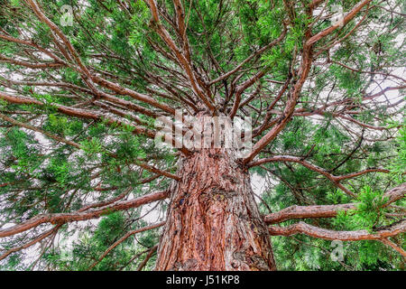 Ansicht von unten hoch alten Tanne im Wald. Stockfoto