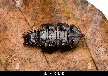 Trilobiten Käfer. gefunden Sie in Selangor, Malaysia. Stockfoto
