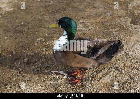 Männliche Stockente Tiervogelprofil isoliert stehend am Lake Poway Beach, San Diego County Inland California Stockfoto