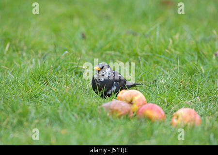 Gemeinsamen Amsel Turdus Merula teilweise Albino Männchen ernähren sich von gefallenen Äpfel im Obstgarten Cambridgeshire England Stockfoto