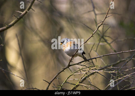 Bergfink Fringilla Montifringilla Blashford in der Nähe von Ringwood Hampshire England Stockfoto