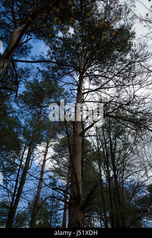 Bäume in einem kanadischen Wald Stockfoto