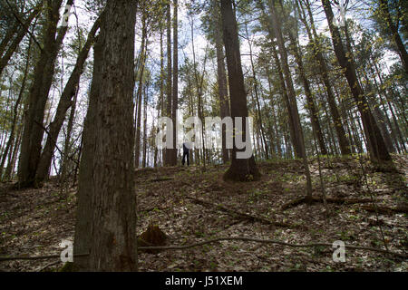 Junge stand auf einem Hügel im Wald unter vielen hohen Bäumen. Stockfoto