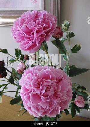 Nahaufnahme von zwei hellen rosa Pfingstrose Blumen in einer Vase auf einem Sideboard mit Ecke des vergoldeten Bild Frame anzeigen Stockfoto