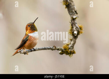 Rufous Kolibri (Selasphorus Rufus) thront auf Zweig in Cordova in Yunan Alaska. Stockfoto