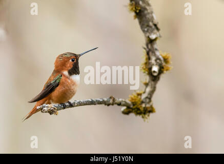 Rufous Kolibri (Selasphorus Rufus) thront auf Zweig in Cordova in Yunan Alaska. Stockfoto