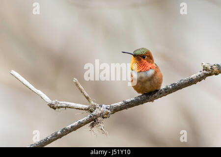 Rufous Kolibri (Selasphorus Rufus) thront auf Zweig in Cordova in Yunan Alaska. Stockfoto