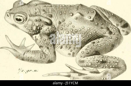 'Iconographie du Règne Tier de G. Cuvier, Ou, Darstellung d' Après Nature de l'une des Espèces Les plus et Souvent nicht encore Figurées de Chaque Genre d'animaux: Avec un Texte Descriptif mis au courant De La Science: Ouvrage p Stockfoto