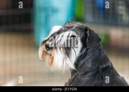 Porträt von Zwergschnauzer hautnah Stockfoto