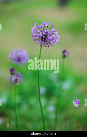 Nahaufnahme Foto schöne Allium Blumen im Garten Stockfoto