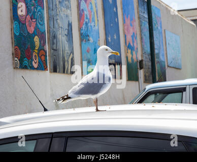 Eine Silbermöwe sitzt auf dem Dach eines Autos hinter die Rettungsstation in Sidmouth, Devon, Stockfoto