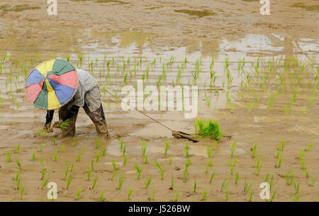 Frau, die Pflanzen den Reis auf einem Reisfeld in Indonesien Stockfoto