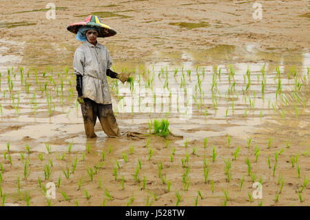 BUKITTINGGI, SUMATRA, Indonesien - März 17: Ethnische Frau auf einem Reisfeld Pflanzen den Reis auf einer Insel Sumatra in Indonesien. Bukittinggi am 17. März, Stockfoto