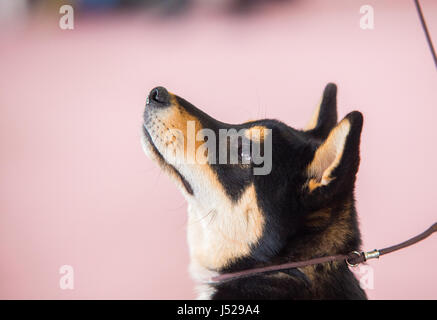 Porträt von einem Entlebucher Sennenhund auf rosa Hintergrund Stockfoto