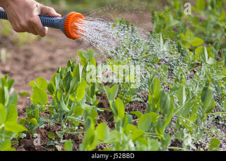 Hand des Gärtners Gießen grüne Erbsen im Gemüsegarten Stockfoto