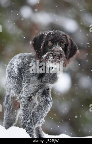 Welpen von Jagdhund auf das Winterwandern Stockfoto