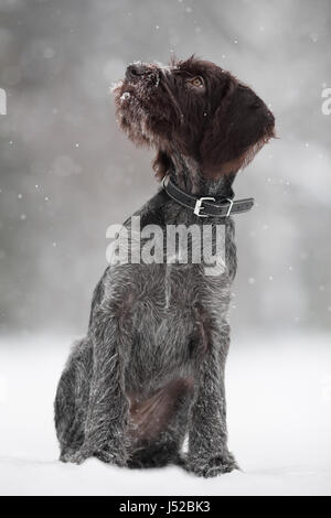 Welpen von Jagdhund auf das Wandern im winter Stockfoto