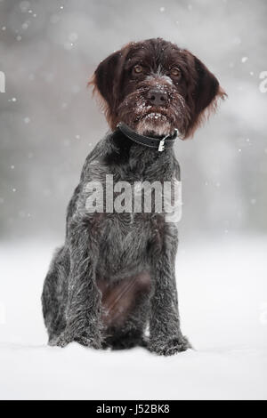 junger Jagdhund auf das Wandern im winter Stockfoto