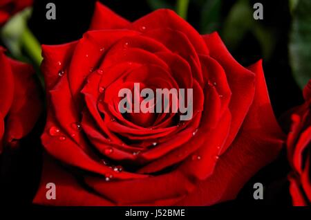 Rote Rose mit Morgentau Stockfoto