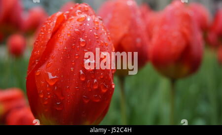 Close-up of red tulips in morning dew Stockfoto
