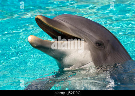 Der Delphin im Wasser. Stockfoto