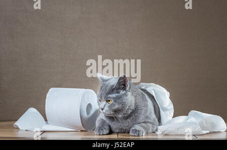 Britische blaue Katze und Toilettenpapier. Stockfoto