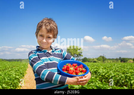 Junge mit einem Erdbeer-Ernte in seinen Händen auf einem Erdbeerfeld Stockfoto