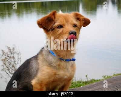 Portrait Hund wächst der Zungenkrebs Stockfoto