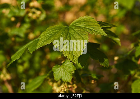 Grünes Blatt von einer Johannisbeere vor einem unscharfen Hintergrund. Frühling. Russland, Moscow Region, Mai. Schatten von einem Blatt Johannisbeere Лист смородины Stockfoto