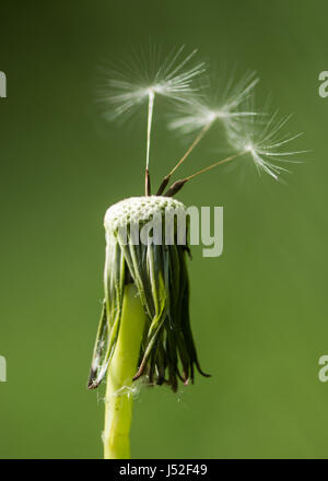 Löwenzahn (Taraxacum Officinale) Seedhead mit Achänen. Letzten verbliebenen wind geblasene Samen auf Flowerhead in der Familie der Korbblütler (Asteraceae) Stockfoto