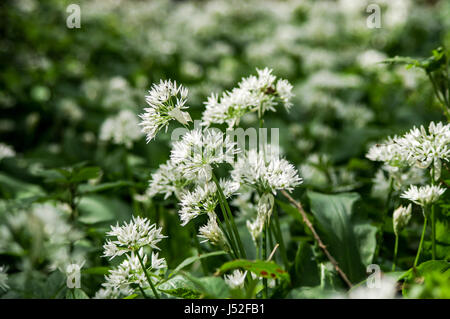 Bärlauch wächst im Wald - West Sussex, UK Stockfoto