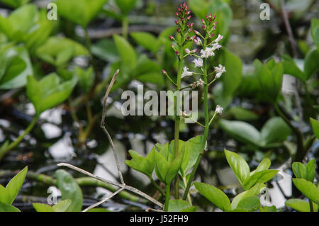 Bogbean (Menyanthes dreiblättrige) Blühende am Ufer eines Teiches in der Nähe von Handcross, West Sussex Stockfoto