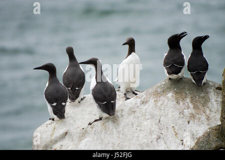 Trottellummen und Tordalken hocken auf einem Felsen auf Saltee Insel, Irland Stockfoto